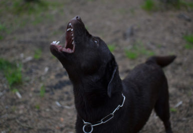 Nuisances de voisinage animaux causées par chien qui aboie