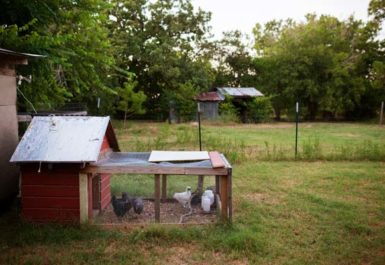 Nuisances de voisinage animaux causées par l'odeur d'un poulailler d'extérieur