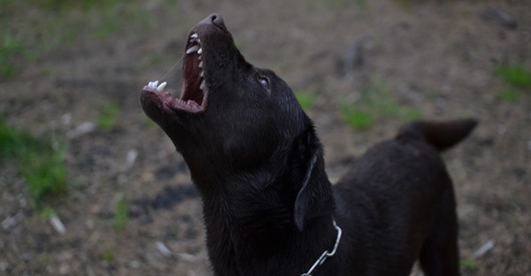 Nuisances de voisinage animaux causées par chien qui aboie